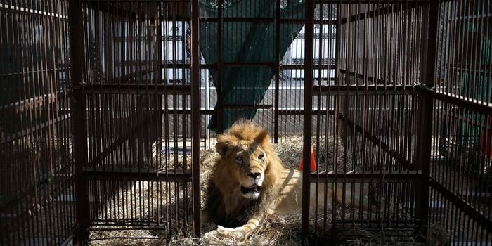 33 Lions Previously Used in Circus Performances Return Home