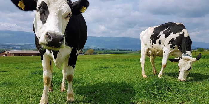 How Cow Stomachs Might Help Us Reduce Plastic Waste