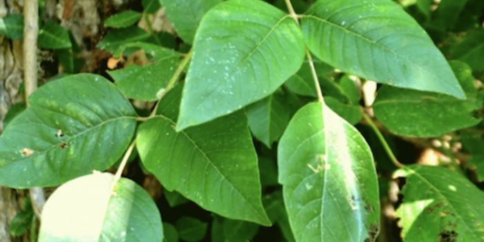 Why Poison Ivy Makes us Itch