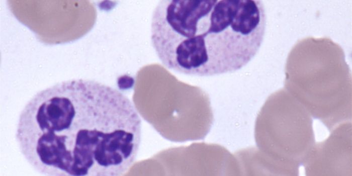 Hybrid Lymphocytes Zap Cancer