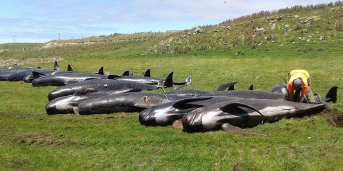 50 More Beached Pilot Whales Perish in New Zealand