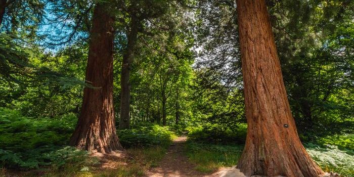 Giant Sequoias are Enjoying Their 'New' Home in the UK
