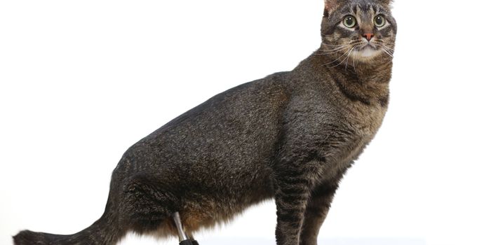 This Cat Can Now Walk Again Thanks to Some Titanium Prosthetic Legs