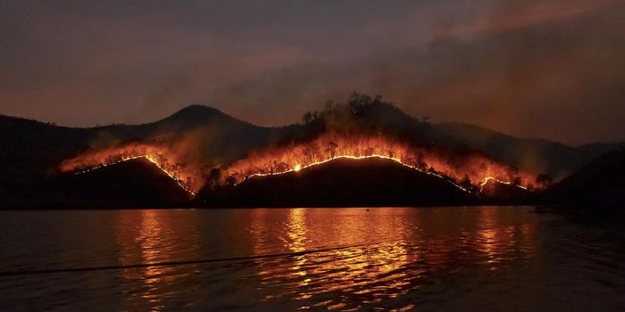 Studying the Microbes That Can Survive a Megafire