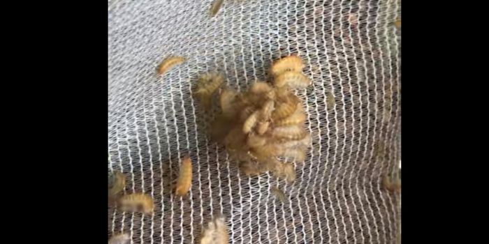 How an Insect Gained Its Wings