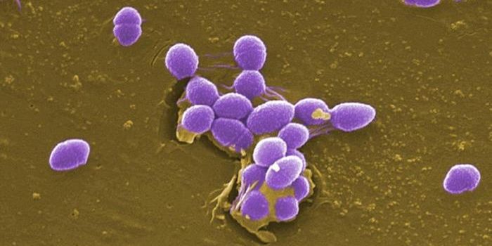 Scientists Trace the Evolutionary Path of a Hospital Superbug