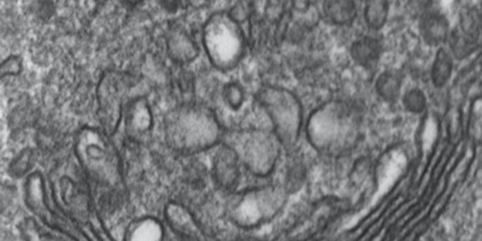 A Fresh Look at the Golgi Apparatus