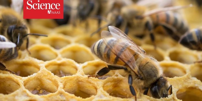 Insecticides Found in Honey all Over the World