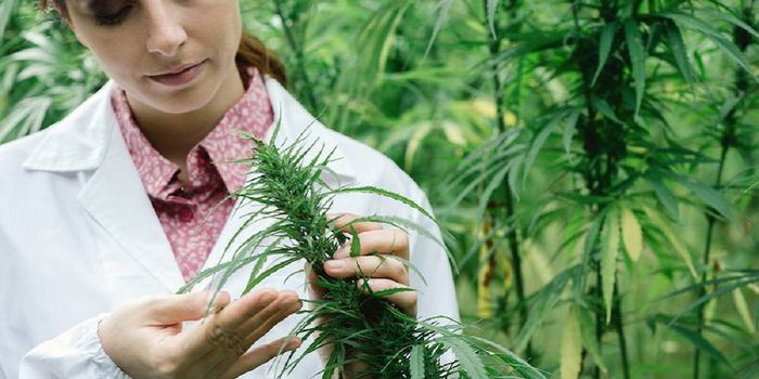 Government Needs to Allow More Research on Marijuana