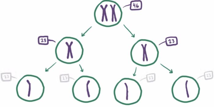 Revealing More About the Genetic Mechanisms Underlying Down Syndrome