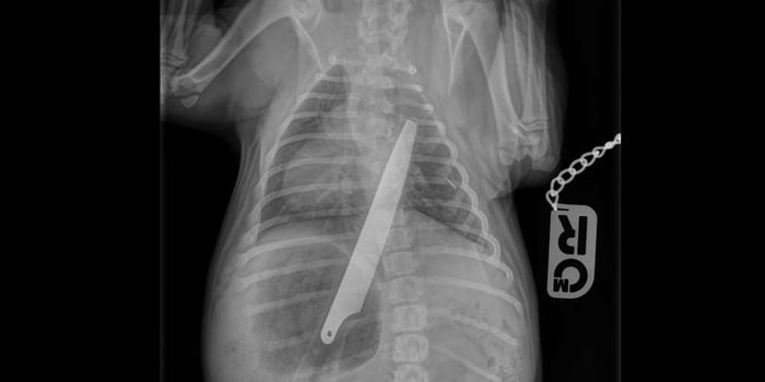 Dog Swallows 8-inch Kitchen Knife and Lives to Tell the Tale