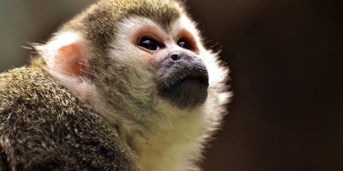 A Capuchin Monkey's Curiosity Can Sometimes Cloud its Judgement
