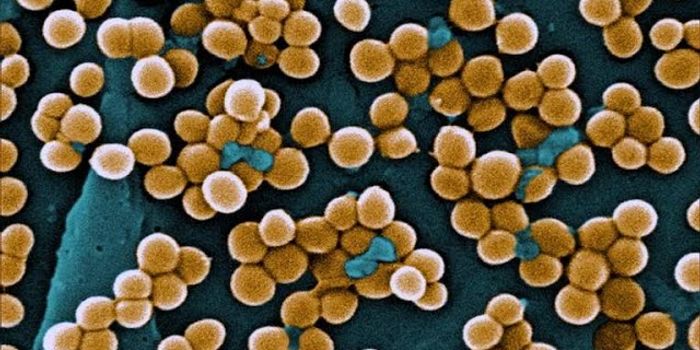 Antonie van Leeuwenhoek & the Discovery of Bacteria