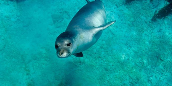 Efforts to Help the Mediterranean Monk Seal Appear to be Working
