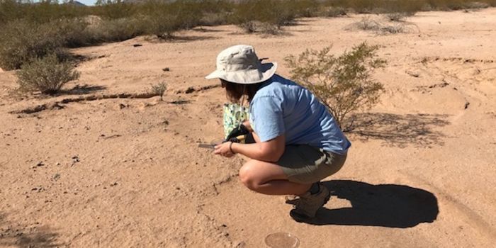 A Microbial Predator Can Wreak Havoc in the Desert