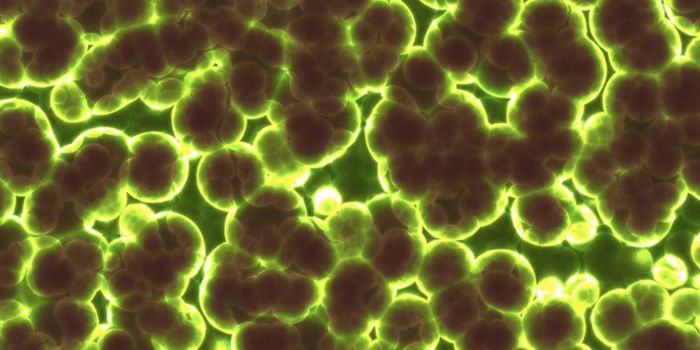 Microbiome Transplant & Fiber May Improve Metabolism in Obesity