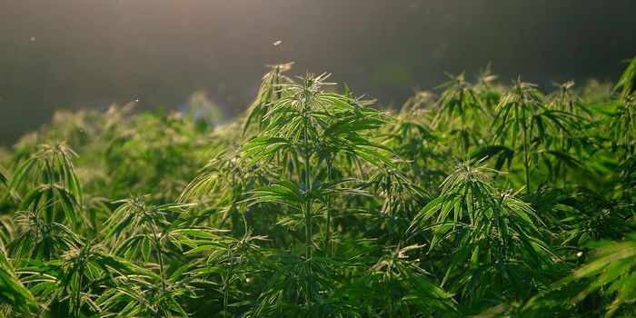 Medical Cannabis Access Barriers Linked to Higher Illicit Use Rates