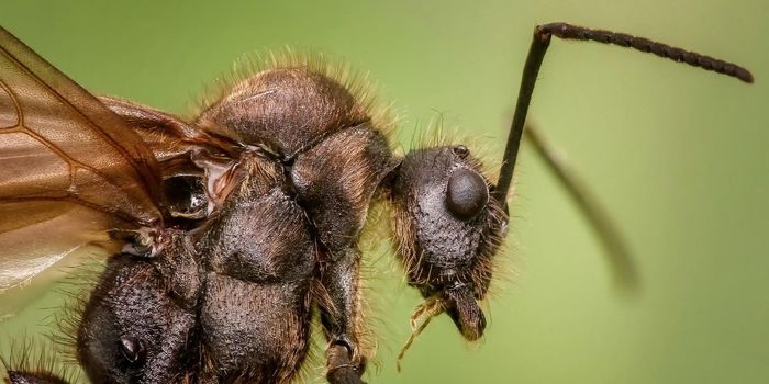 Ant Colonies and Neural Networks Make Decisions in Similar Ways