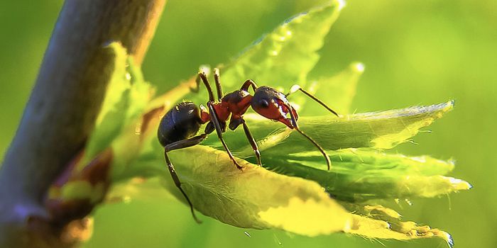 It Seems a Single Molecule Can Govern Ant Behavior