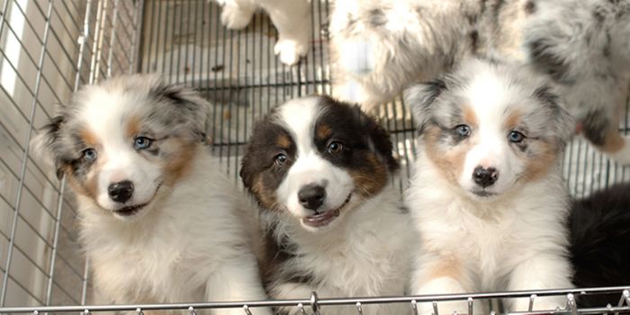 Campylobacter Outbreak Traced to Puppies