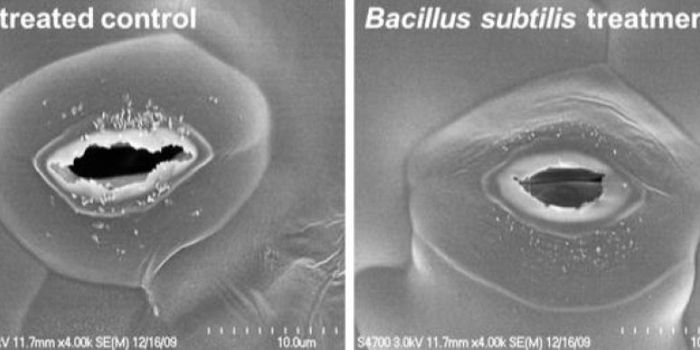 Researchers Discover "Plant Probiotic" That Fights Foodborne Pathogens on Plants