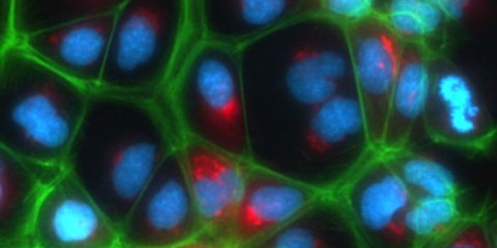 Functional Human Liver Cells Successfully Grown in Lab