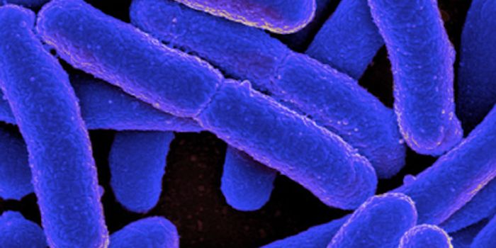 How the E. coli Bacterium Can Benefit Us