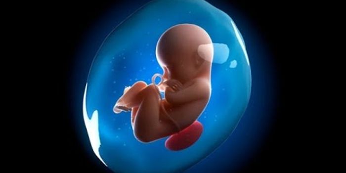 Bone Loss and Stem Cells