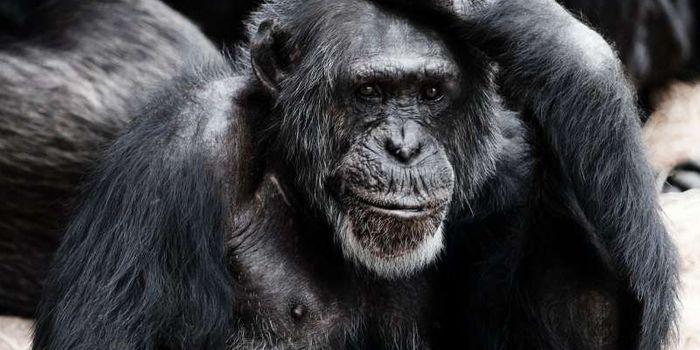 Chimps Use Hand Gestures to Convey Distance Too