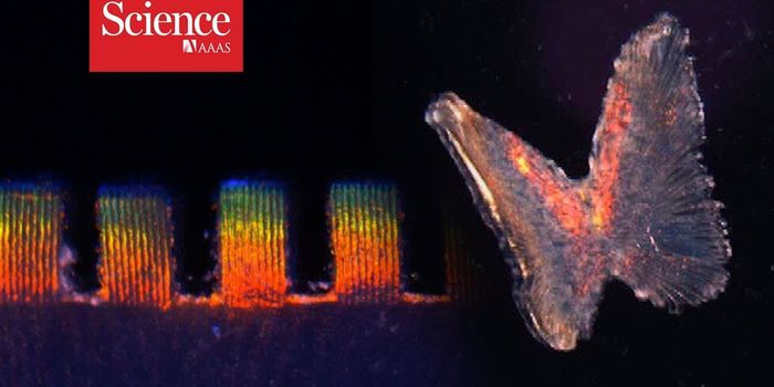 Heart Cells in a Gel Change Color with Every Beat