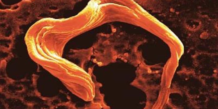 Gaining New Insight Into Sleeping Sickness