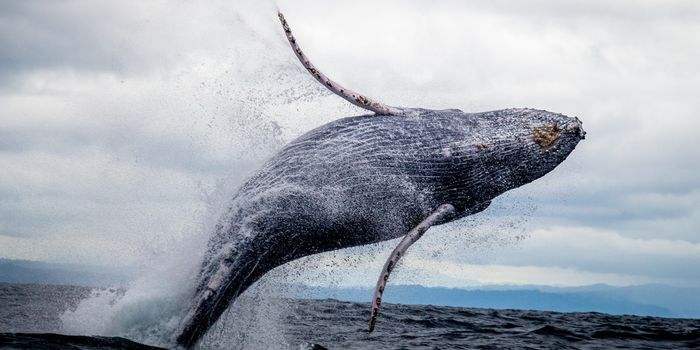 That Whale Photo You Took On Vacation Could Help With Conservation Efforts