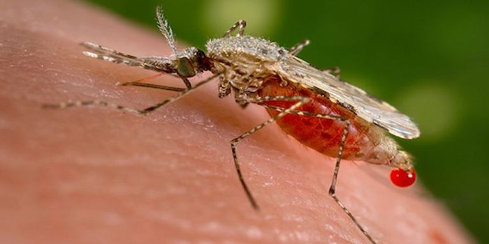 Malaria Vaccine Developed by Using Genetic Modifications