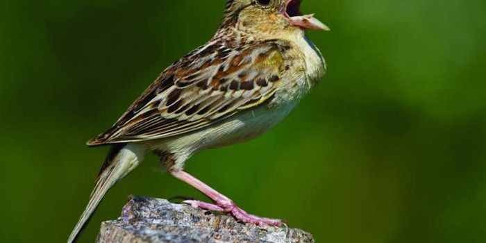 Recent Hurricane Impacts Disturb Conservation Efforts for Two Elusive Birds