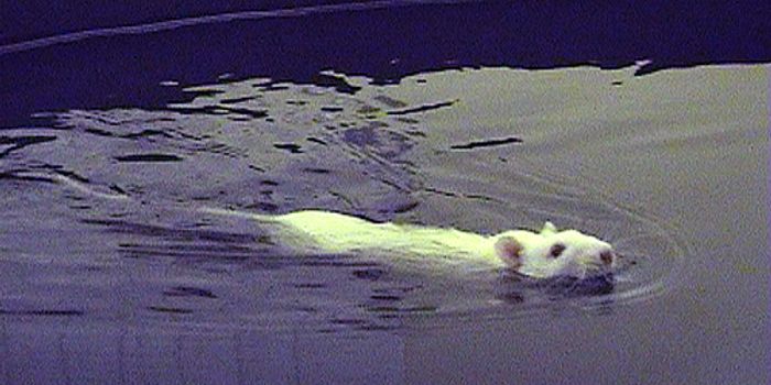 Building a Better Mouse Maze