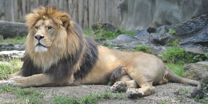 Two Lion Subspecies Have Been Added to the Endangered Species Act