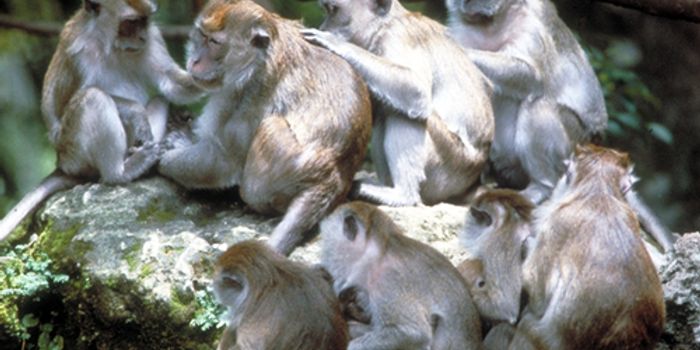 Wild Macaques Use Rocks to Open Nuts