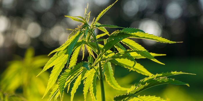 Reduction in Health insurance Premiums After Cannabis Legalization