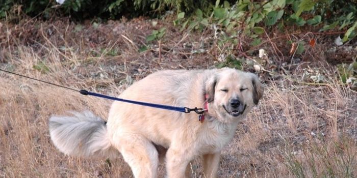 Majority of Mammals Take About 12 Seconds to Defecate