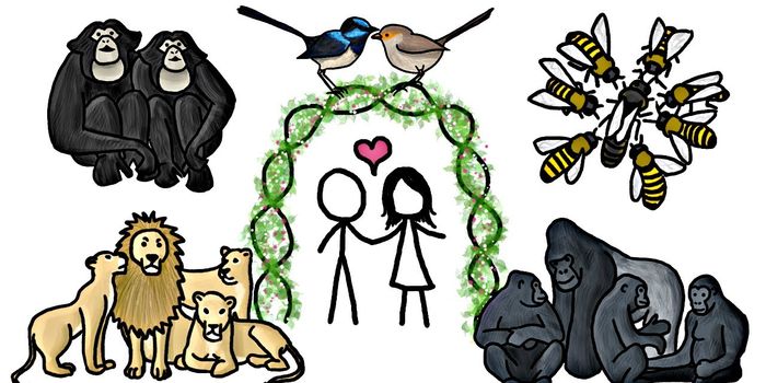 Do animals really mate for life?