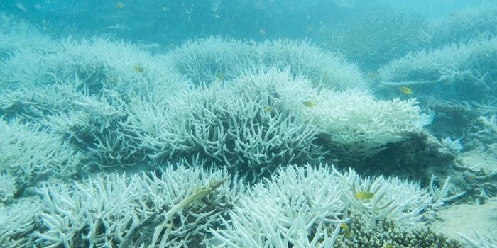 The Great Barrier Reef Under Critical Pressure from Warming Sea Temperatures