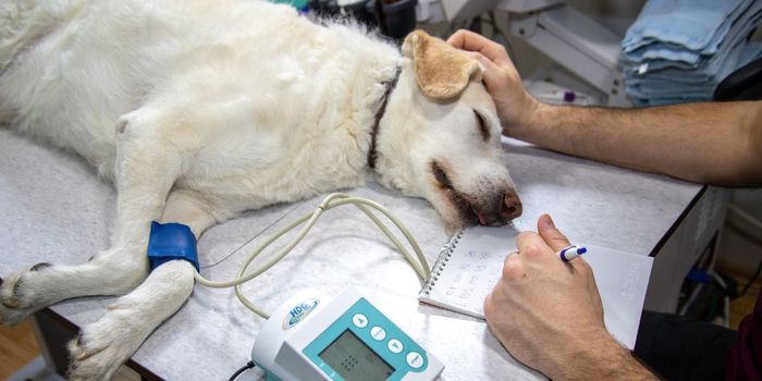 Legal Cannabis Does Not Increase THC Overdose in Dogs