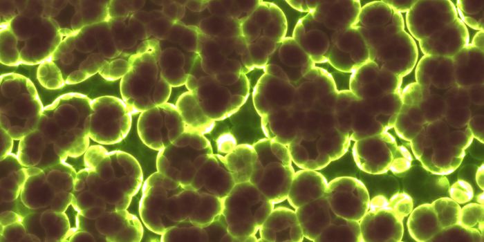 Raw and Cooked Foods Have Different Effects on the Microbiome