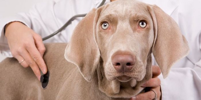 Dogs Get Pulmonary Hypertension Just Like Humans Do