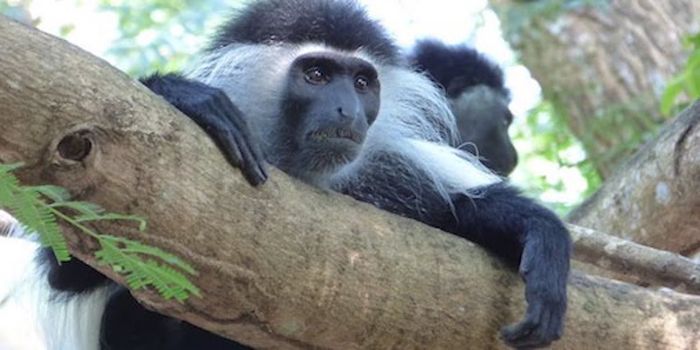 Using Genetic Research to Improve Animal Conservation and Care