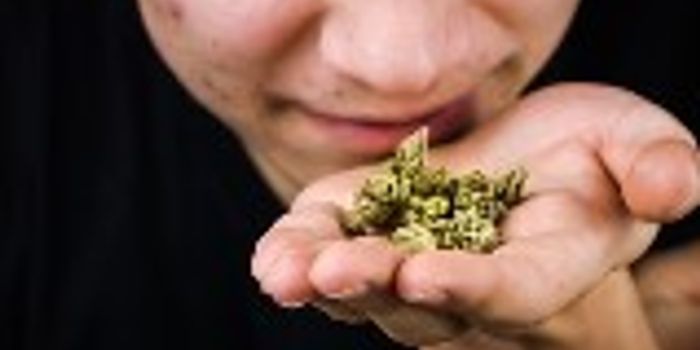 What causes the smell in cannabis?