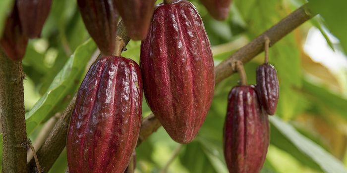 Structural Variations in the Cacao Genome Reflect Local Adaptations