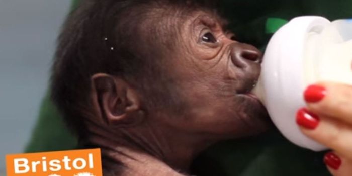 This Baby Gorilla Was Delivered in a Zoo Via Rare C-Section