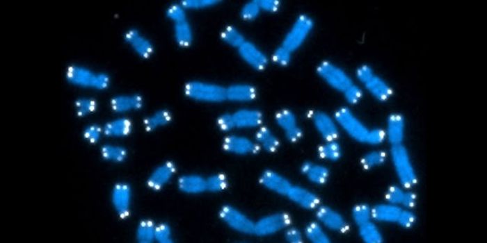 Telomere Biology & Cancer Studies at the NIH