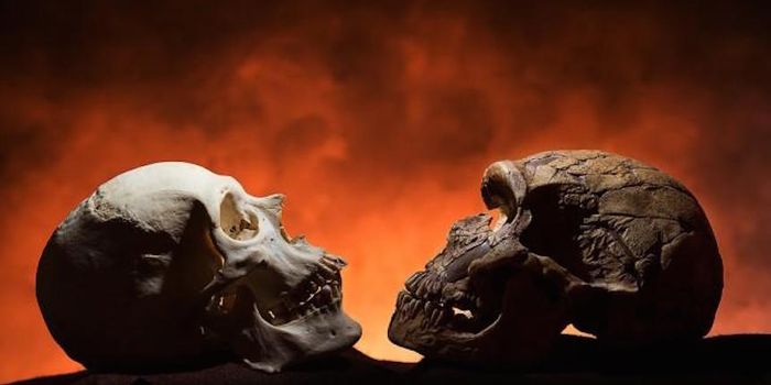 Large Chin an Evolutionary Side Effect of Smaller Face